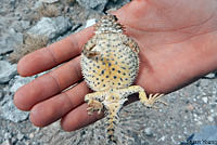 Side-blotched Lizard