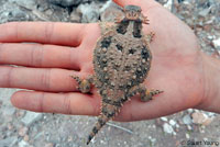 Side-blotched Lizard