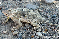 Side-blotched Lizard