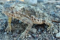 Side-blotched Lizard