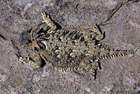 Cape Horned Lizard