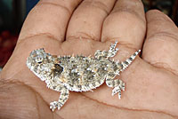 Cape Horned Lizard