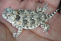 Cape Horned Lizard