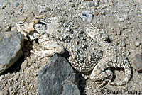 Black-tailed Brush Lizard