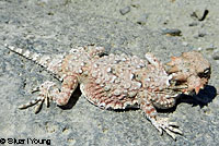 Black-tailed Brush Lizard