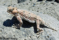 Black-tailed Brush Lizard