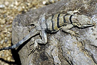 baja banded rock lizard