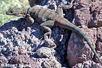 Central Baja California Banded Rock Lizard