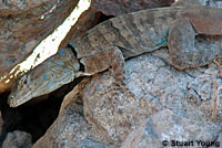 Central Baja California Banded Rock Lizard