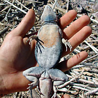 Central Baja California Banded Rock Lizard