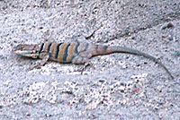 Central Baja California Banded Rock Lizard