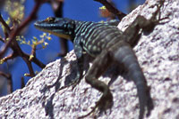 San Lucan Banded Rock Lizard