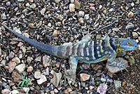 San Lucan Banded Rock Lizard