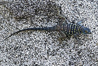 San Lucan Banded Rock Lizard