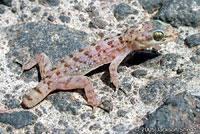 Cape Leaf-toed Gecko