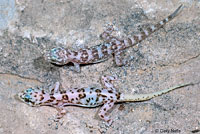 San Lucan Leaf-toed Gecko