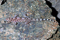 Cape Leaf-toed Gecko
