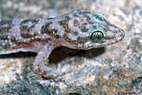 Cape Leaf-toed Gecko