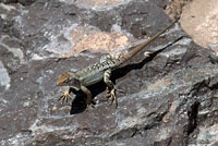 Isla Santa Cruz Spiny Lizard