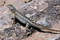 isla santa cruz spiny lizard