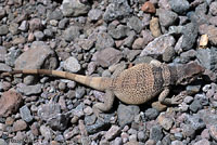 common chuckwalla