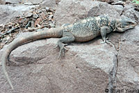 Common Chuckwalla