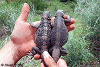 Common Chuckwalla