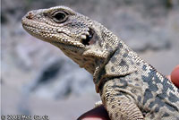 Common Chuckwalla