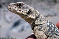 Common Chuckwalla