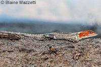 isla santa cruz spiny lizard
