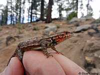 Side-blotched Lizard