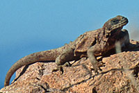 Spiny Chuckwalla