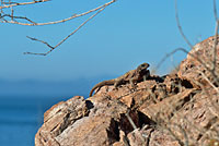 Spiny Chuckwalla