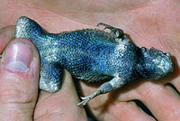 Hunsaker's Spiny Lizard