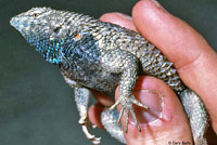 Hunsaker's Spiny Lizard