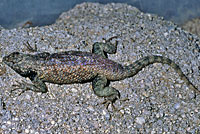 Hunsaker's Spiny Lizard