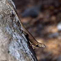 Hunsaker's Spiny Lizard