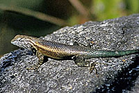 Cape Spiny Lizard