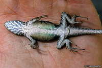 Cape Spiny Lizard