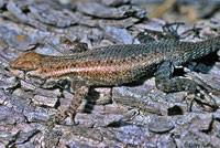 Cape Spiny Lizard