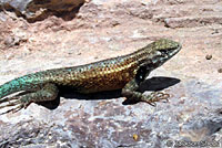 Cape Spiny Lizard