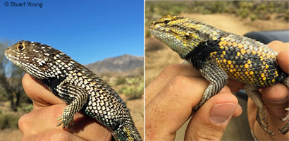 Granite Spiny Lizard