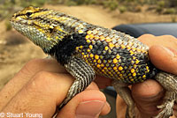 Viscaino Zebra-tailed Lizard