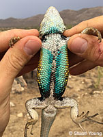 Viscaino Zebra-tailed Lizard