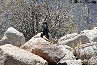 Common Chuckwalla