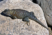 granite spiny lizard