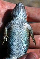 Granite Spiny Lizard