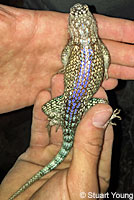 Granite Spiny Lizard