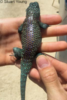 Granite Spiny Lizard