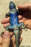 Granite Spiny Lizard